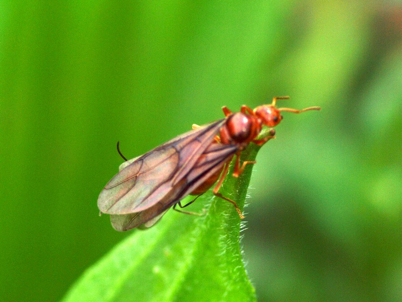 Coppia di Prenolepis nitens in copula